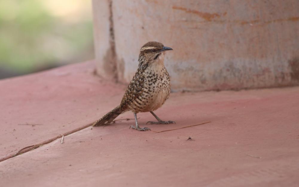 Los nuevos santuarios de aves en Jalisco | Coordinación de Investigación y Posgrado | CUALTOS Los nuevos santuarios de aves en Jalisco | Coordinación de Investigación y Posgrado | CUALTOS