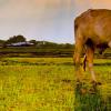 En busca de forraje jalisciense de calidad toro en el campo